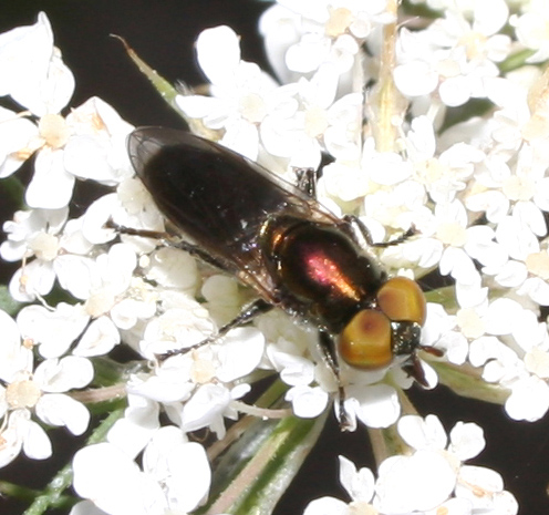 Dittero syirphidae: Riponnensia splendens  m & f